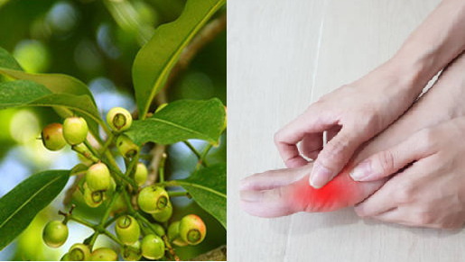 Chữa gout bằng lá vối có hiệu quả không? 