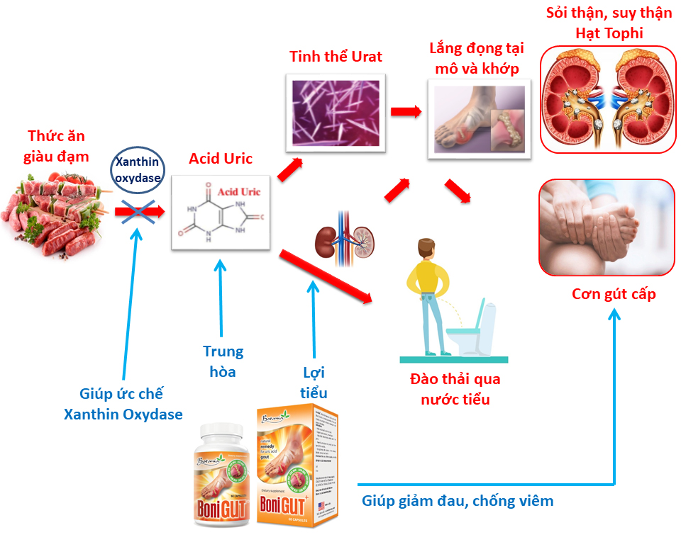 Công dụng của BoniGut +