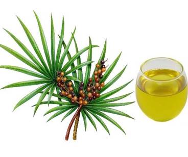 Quả cọ lùn (Saw Palmetto)