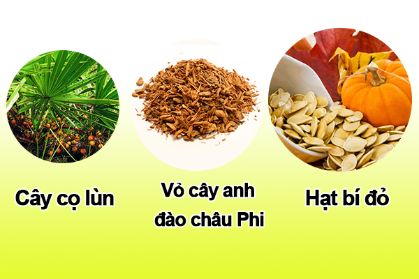 Giải pháp tối ưu từ thiên nhiên cho người bệnh phì đại tuyến tiền liệt