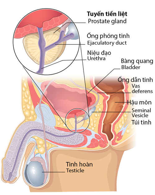 Cấu tạo và vị trí tuyến tiền liệt