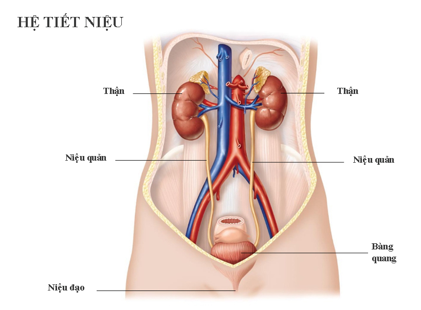 Chứng khó tiểu thường bắt nguồn từ bệnh lý đường tiết niệu