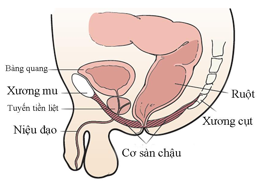 Vị trí của cơ sàn chậu