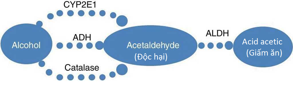 Quá trình chuyển hóa rượu tại gan