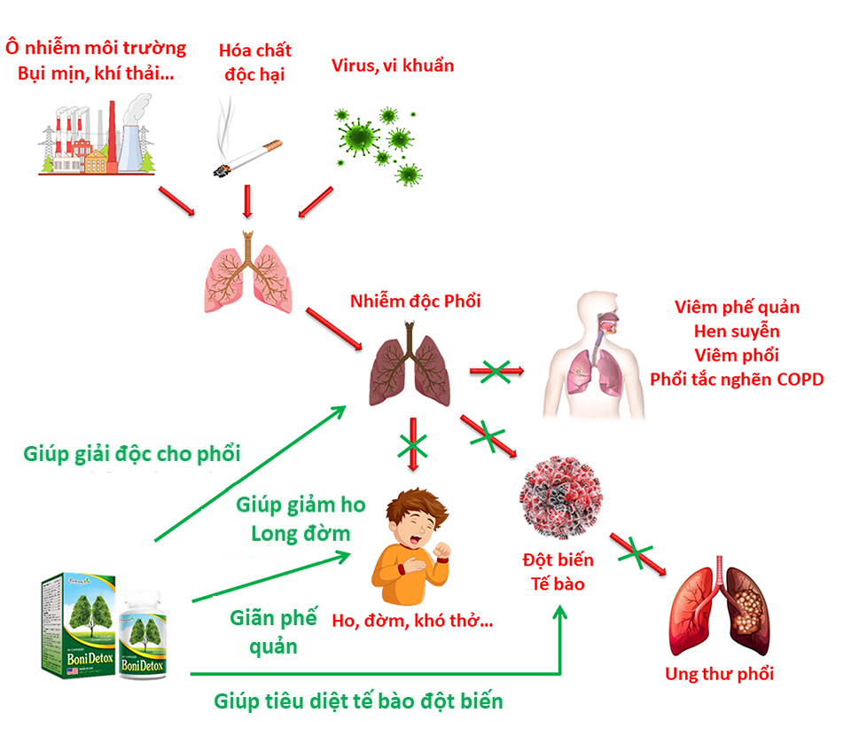 BoniDetox giúp lá phổi khỏe mạnh theo nhiều cơ chế khác nhau