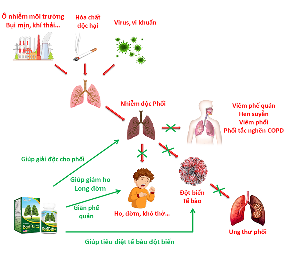 Cơ chế vượt trội của BoniDetox