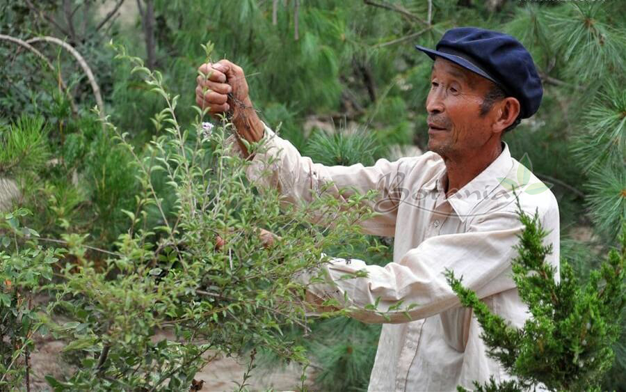 Quảng Ninh: Nhờ BoniDiabet, Dù đã giảm liều thuốc tây nhưng đường huyết tôi vẫn ổn định