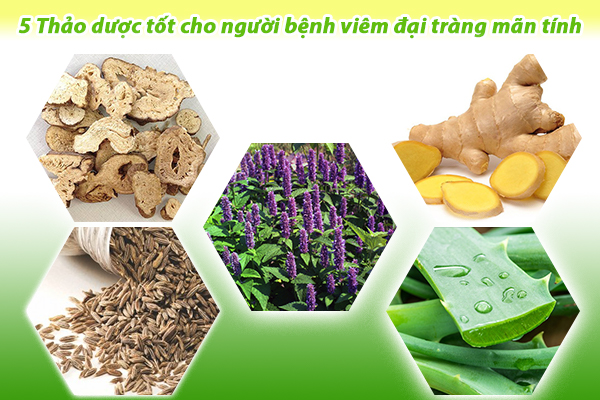 5 Thảo dược tốt cho người bệnh viêm đại tràng mãn tính